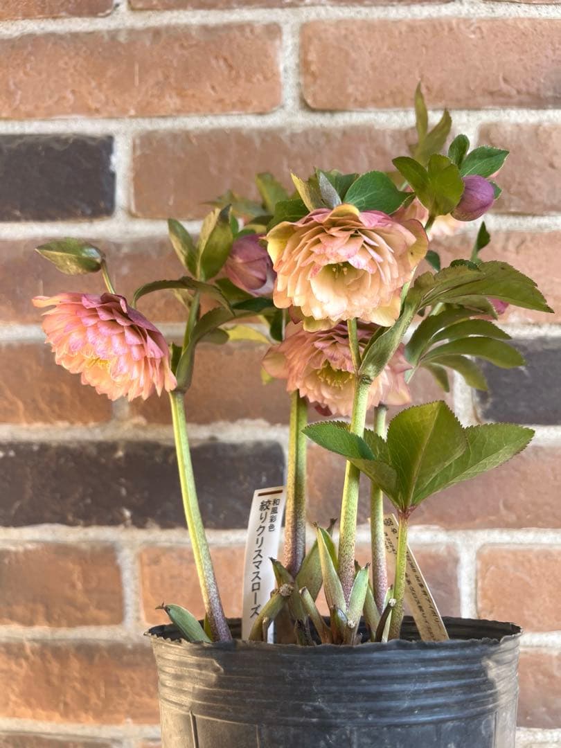 クリスマスローズ　加藤農園　絞りクリスマスローズ