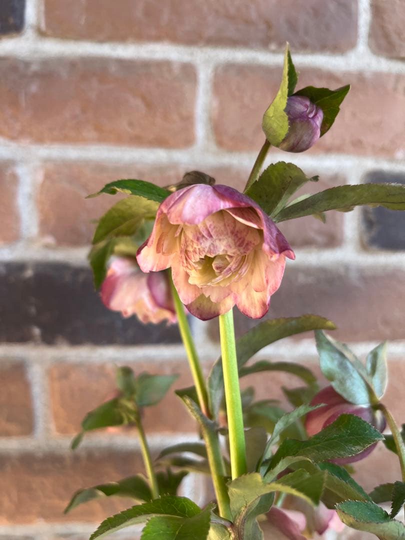 クリスマスローズ　加藤農園　絞りクリスマスローズ