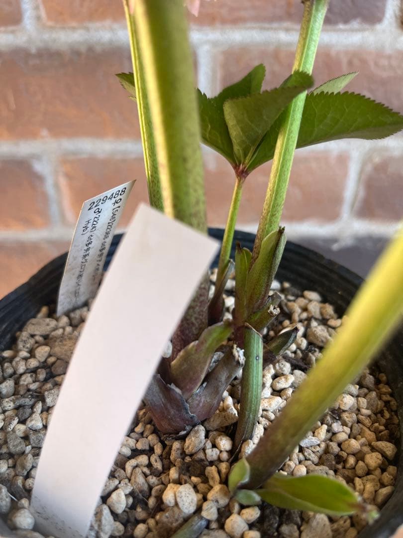 クリスマスローズ　加藤農園　絞りクリスマスローズ