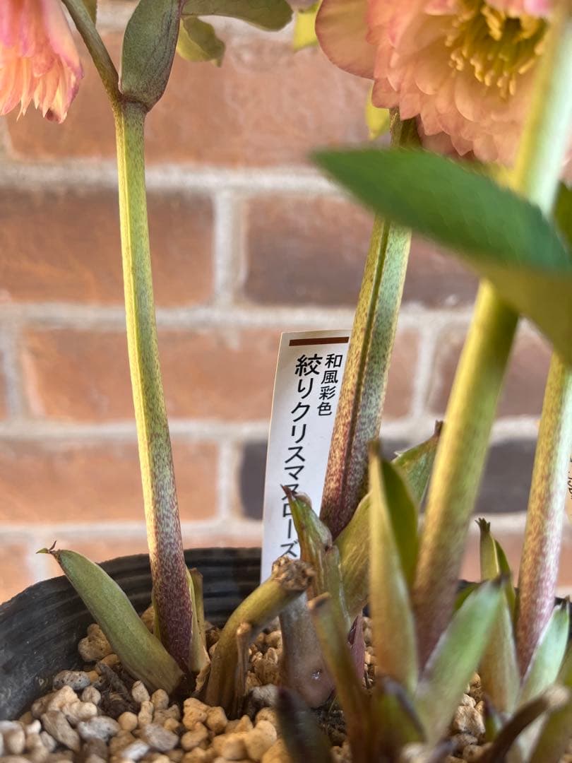 クリスマスローズ　加藤農園　絞りクリスマスローズ