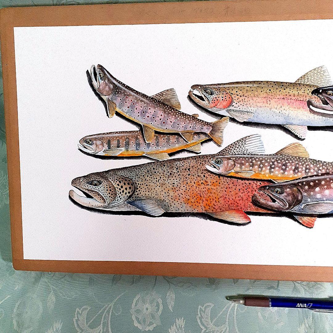 北海道の渓流に住む魚透明水彩画