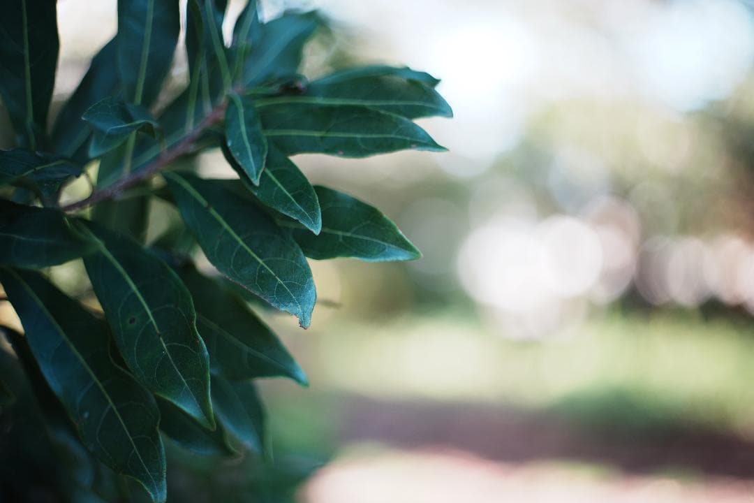 【この値段でライカ級】富岡光学製 XR RIKENON 50mm F2 209