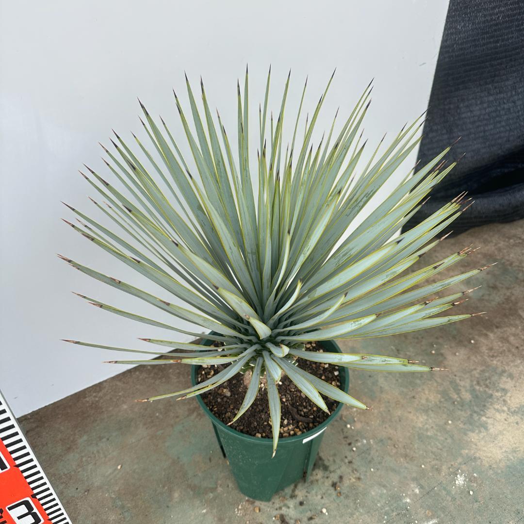 ユッカ　ロストラータ【21-409】美形　シルバーブルー