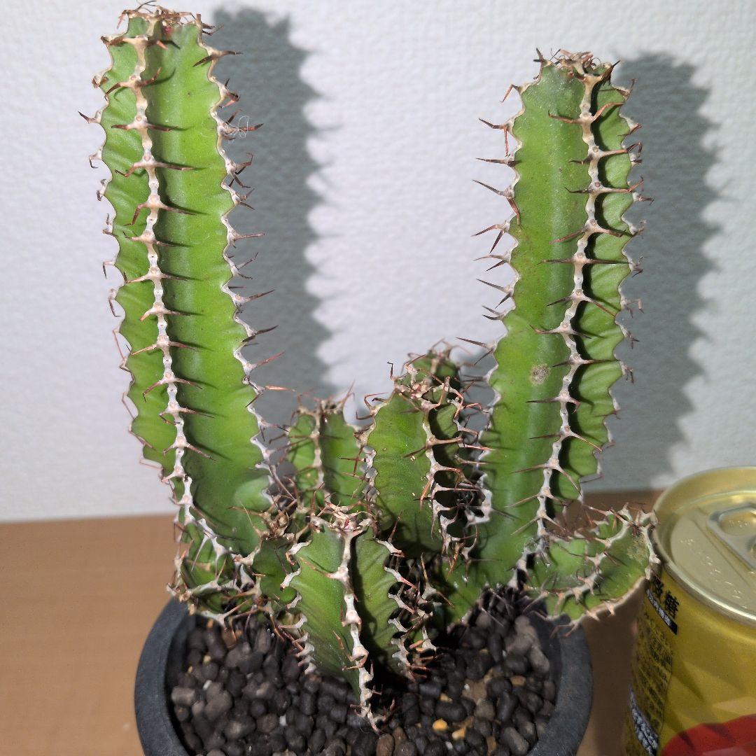 ユーフォルビア　ムランジーナ　実生 （鉢付き)