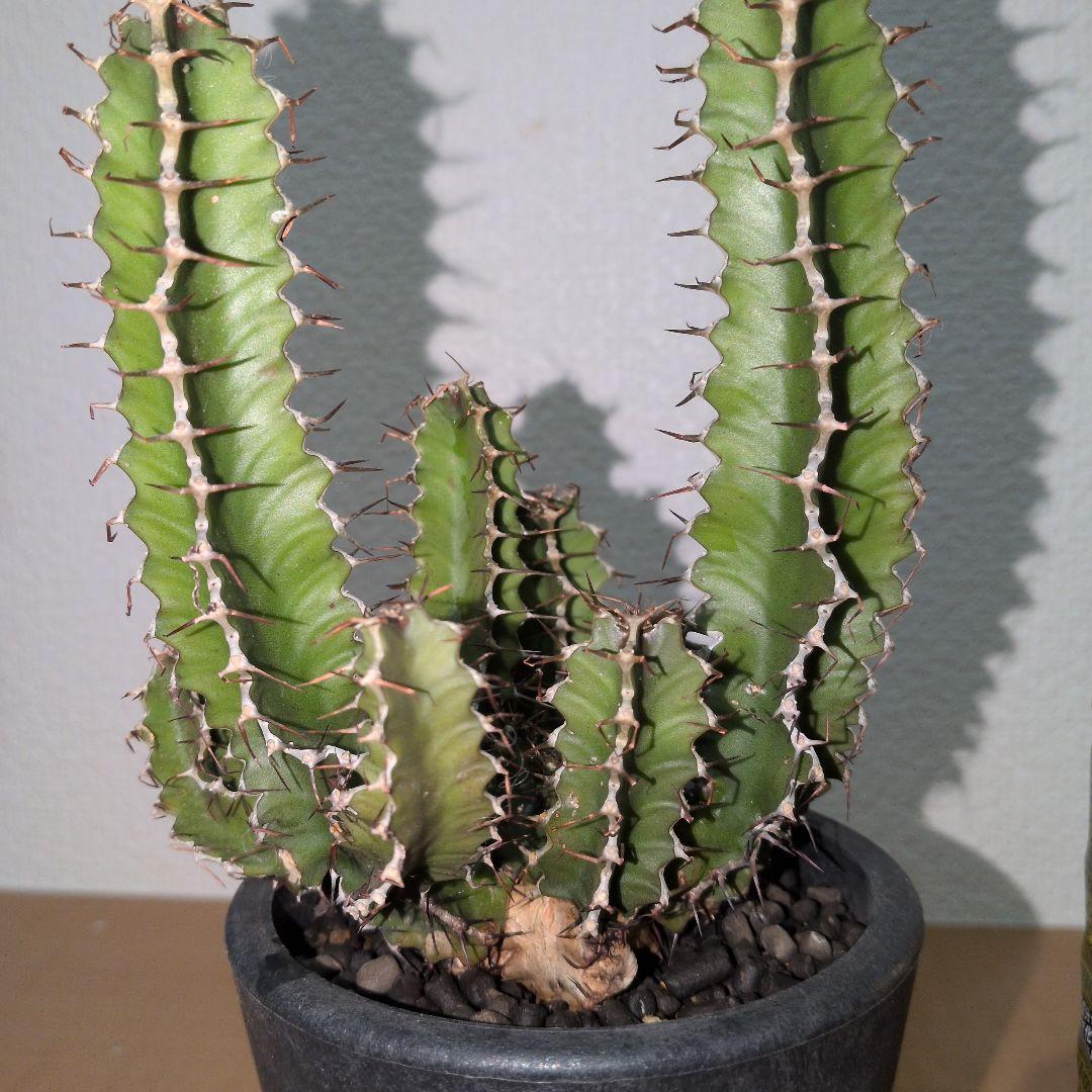 ユーフォルビア　ムランジーナ　実生 （鉢付き)