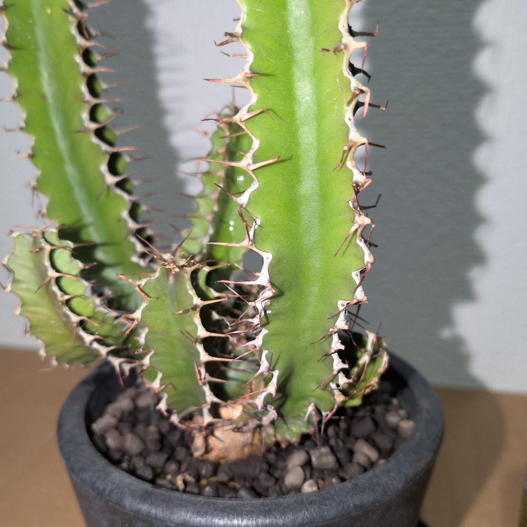 ユーフォルビア　ムランジーナ　実生 （鉢付き)