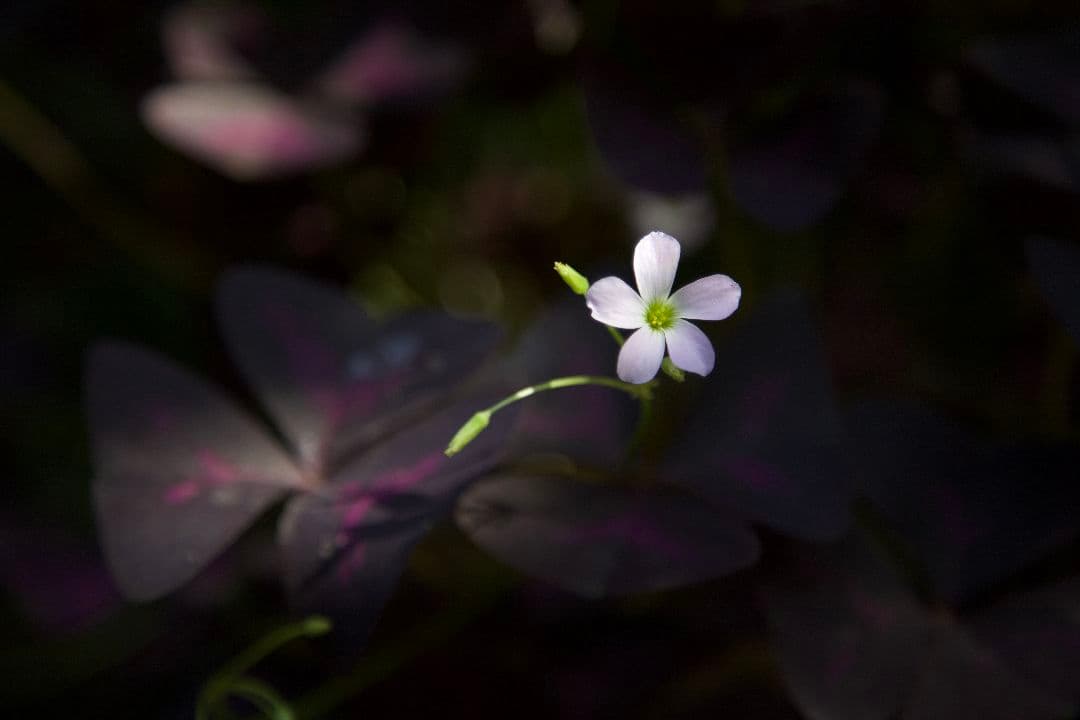 Canon EF 24-105mm f4L IS USM ＋ NDフィルタ