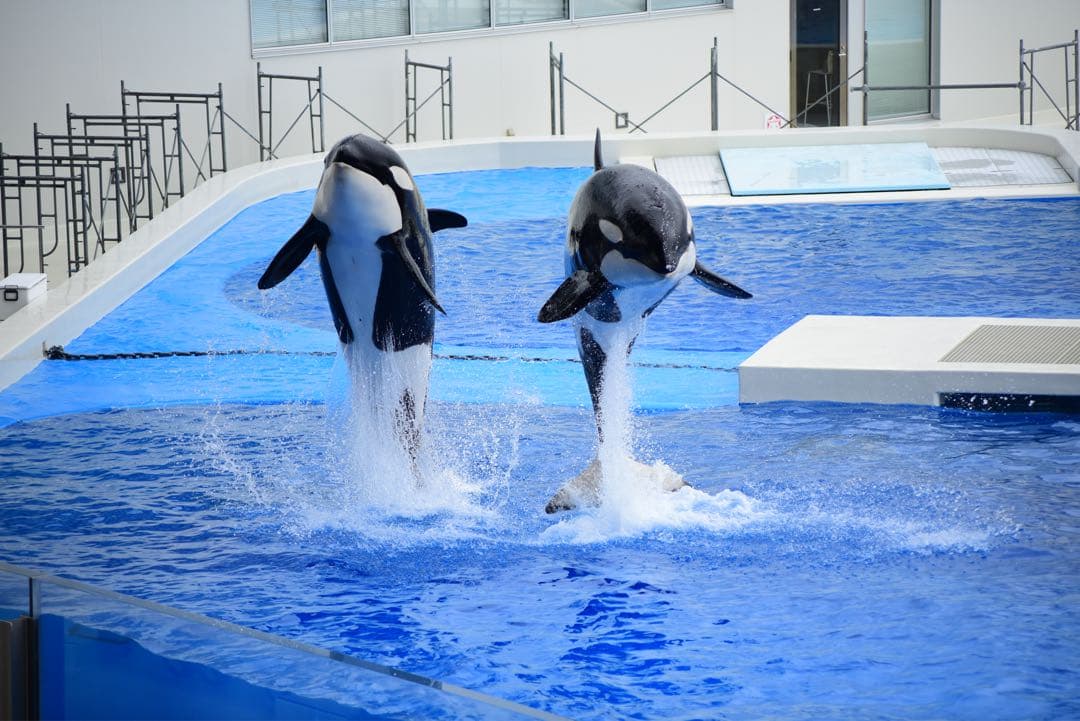 Nikon AF NIKKOR 80-200mm f/2.8D カビ小