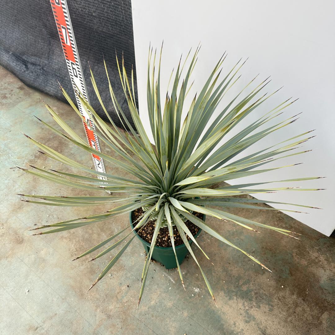 ユッカ　ロストラータ【24-639】美形　シルバーブルー