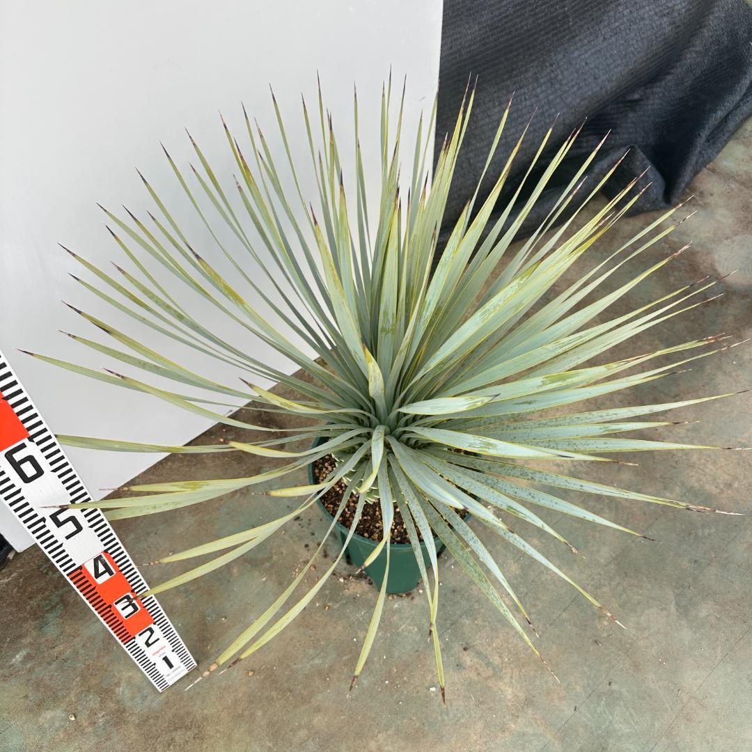 ユッカ　ロストラータ【24-639】美形　シルバーブルー