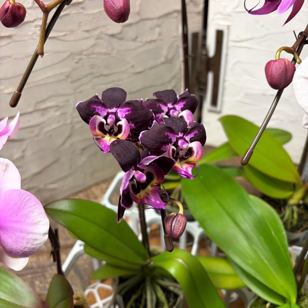 う*り様 胡蝶蘭　ピンクアソート　8ポット ファレノプシス