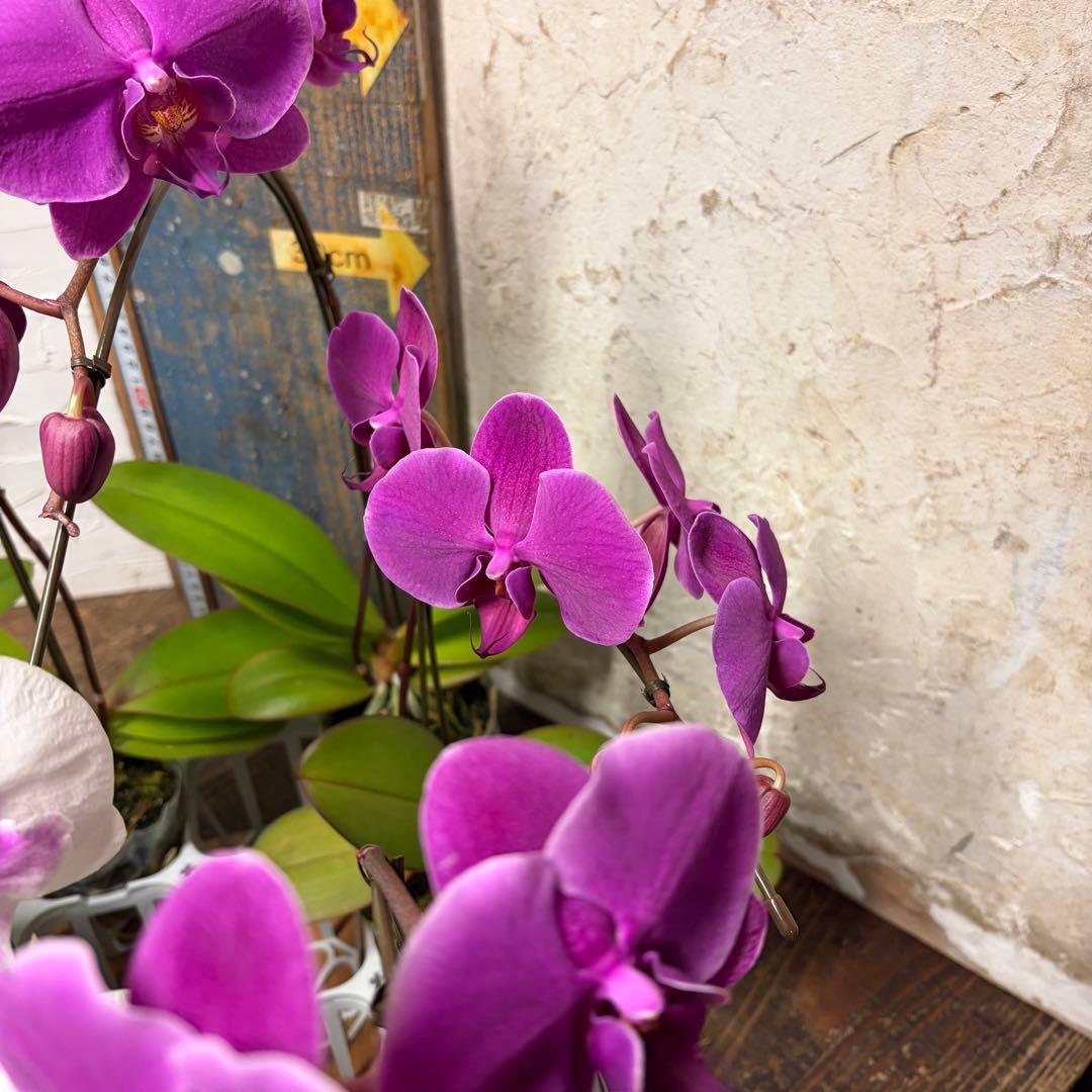 う*り様 胡蝶蘭　ピンクアソート　8ポット ファレノプシス