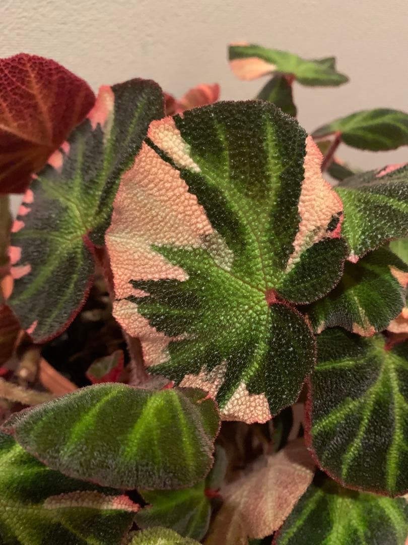 【超希少品種】ベコニア ソリムタータ 鉢ごと発送　6号鉢　新入荷