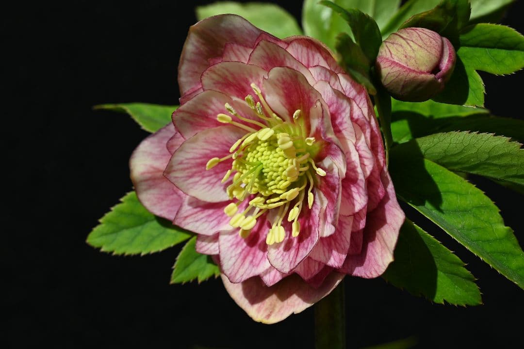 クリスマスローズ　認定アンティークアフロディーテ　フレグランスタイプ　加藤農園