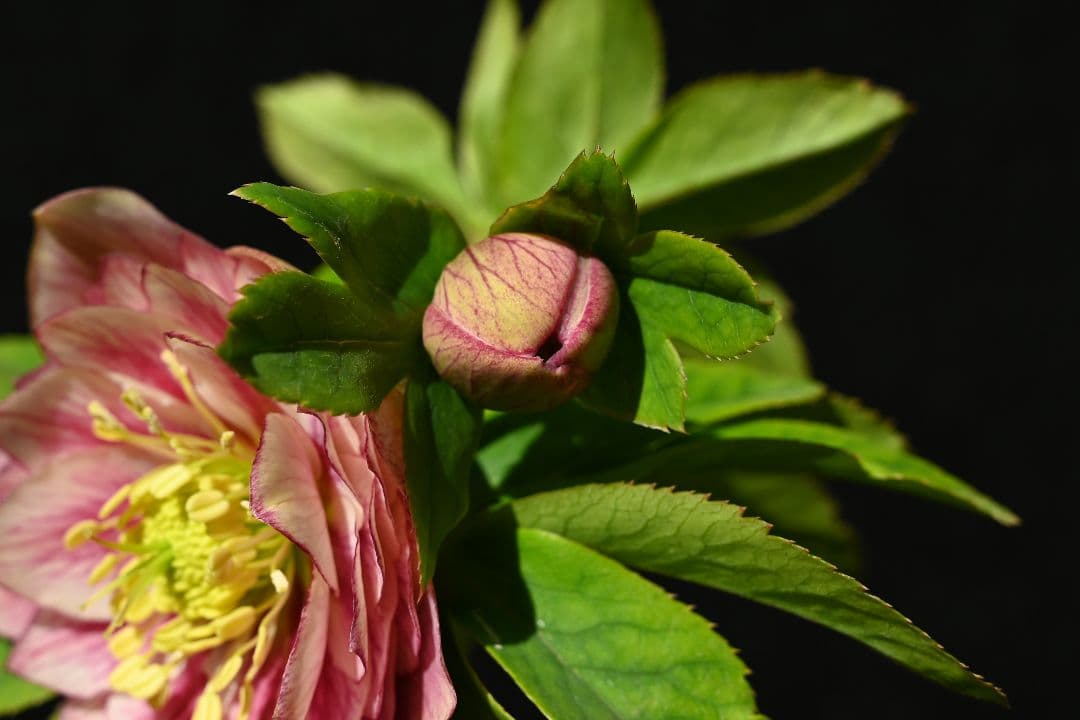 クリスマスローズ　認定アンティークアフロディーテ　フレグランスタイプ　加藤農園