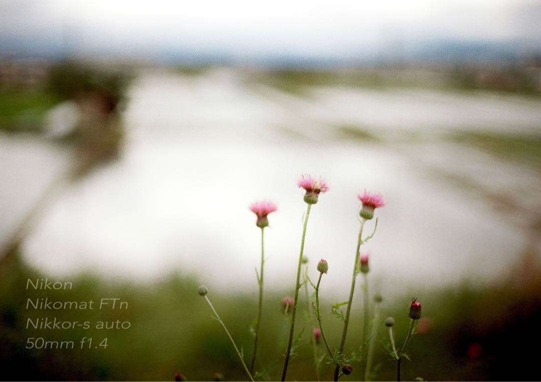 Nikon FTN＊nikkor 50mm f1.4★完動品＊美品＊初期保証