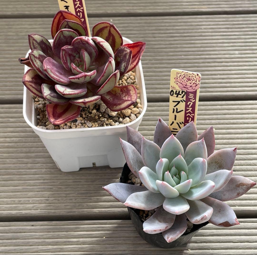 くまどり　ブルーバニラ　札付き　ミックスベリア　多肉植物