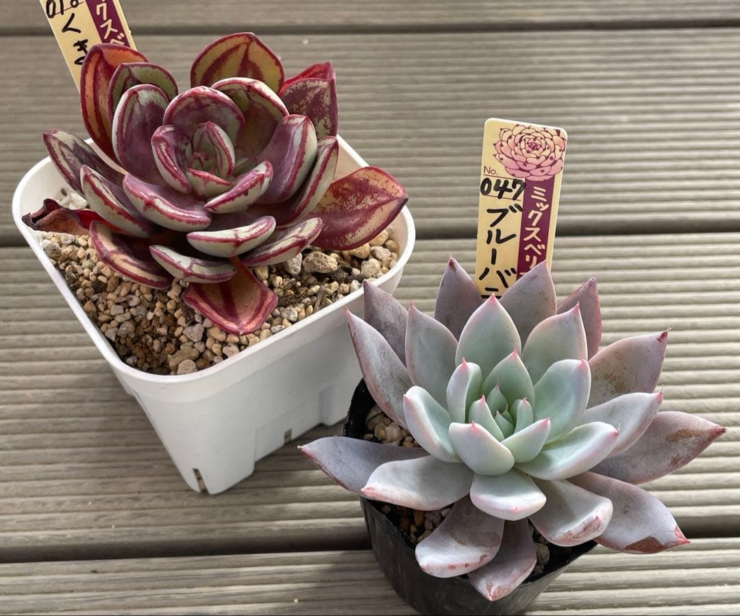 くまどり　ブルーバニラ　札付き　ミックスベリア　多肉植物