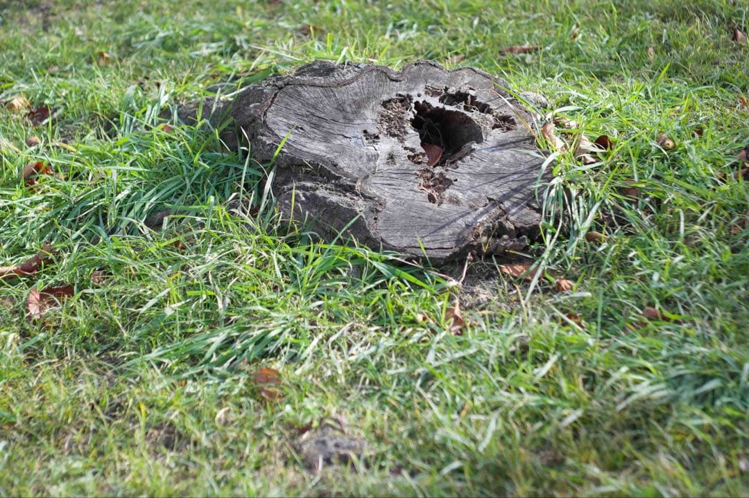 Schneider Tele-Xenar 75mm F3.8(Cマウント)