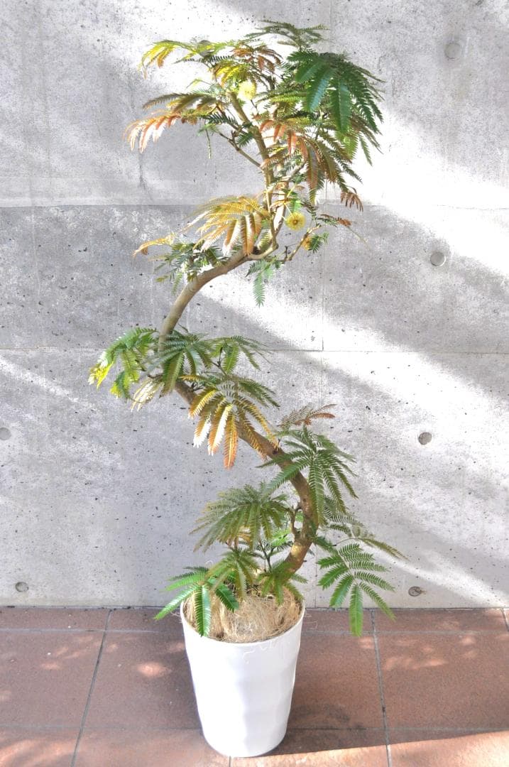 エバーフレッシュ 135cm 8号 S-shaped tree form