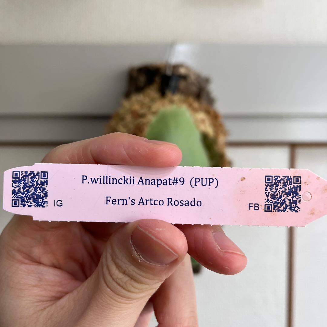 T*a様 p. willinckii Anapat#9 PUP