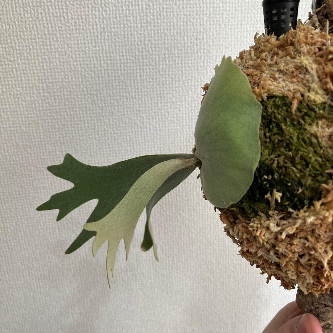 T*a様 p. willinckii Anapat#9 PUP