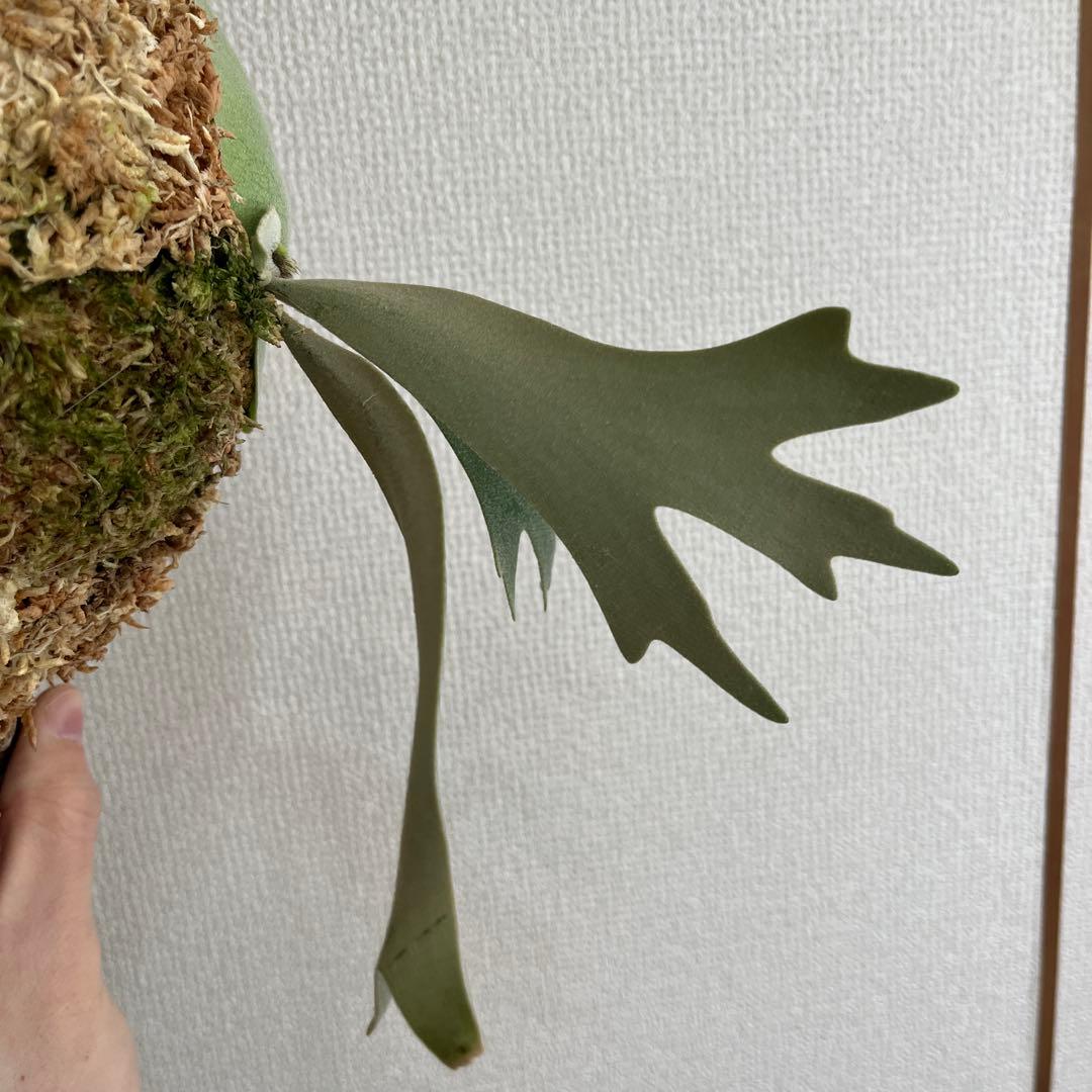 T*a様 p. willinckii Anapat#9 PUP