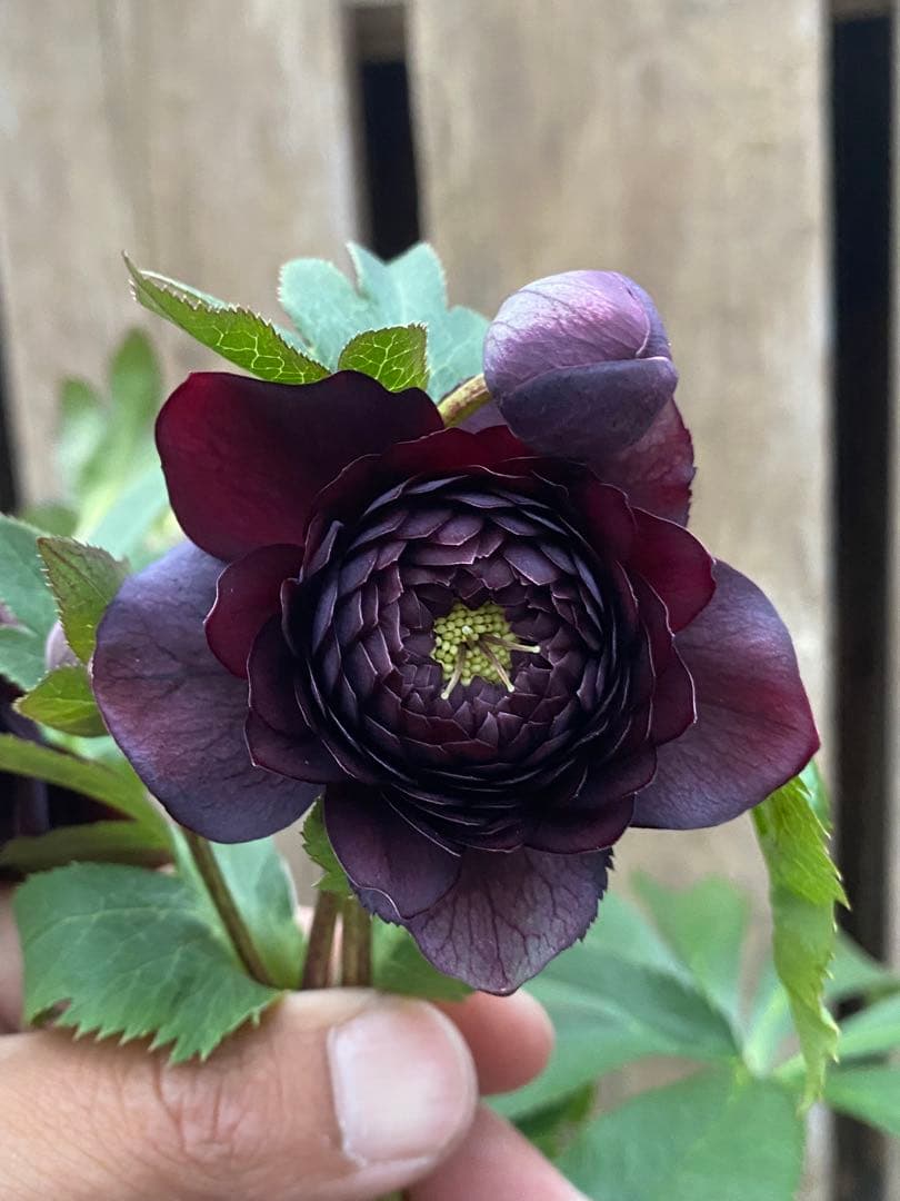 A*️様 クレオパトラ　超多弁　広瀬園芸