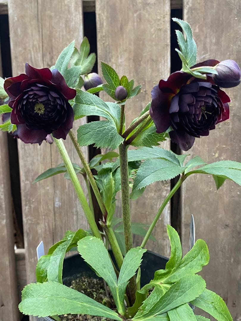 A*️様 クレオパトラ　超多弁　広瀬園芸