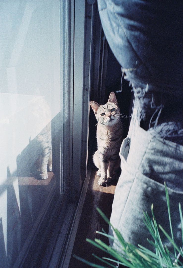 FUJIFILM ナチュラクラシカ