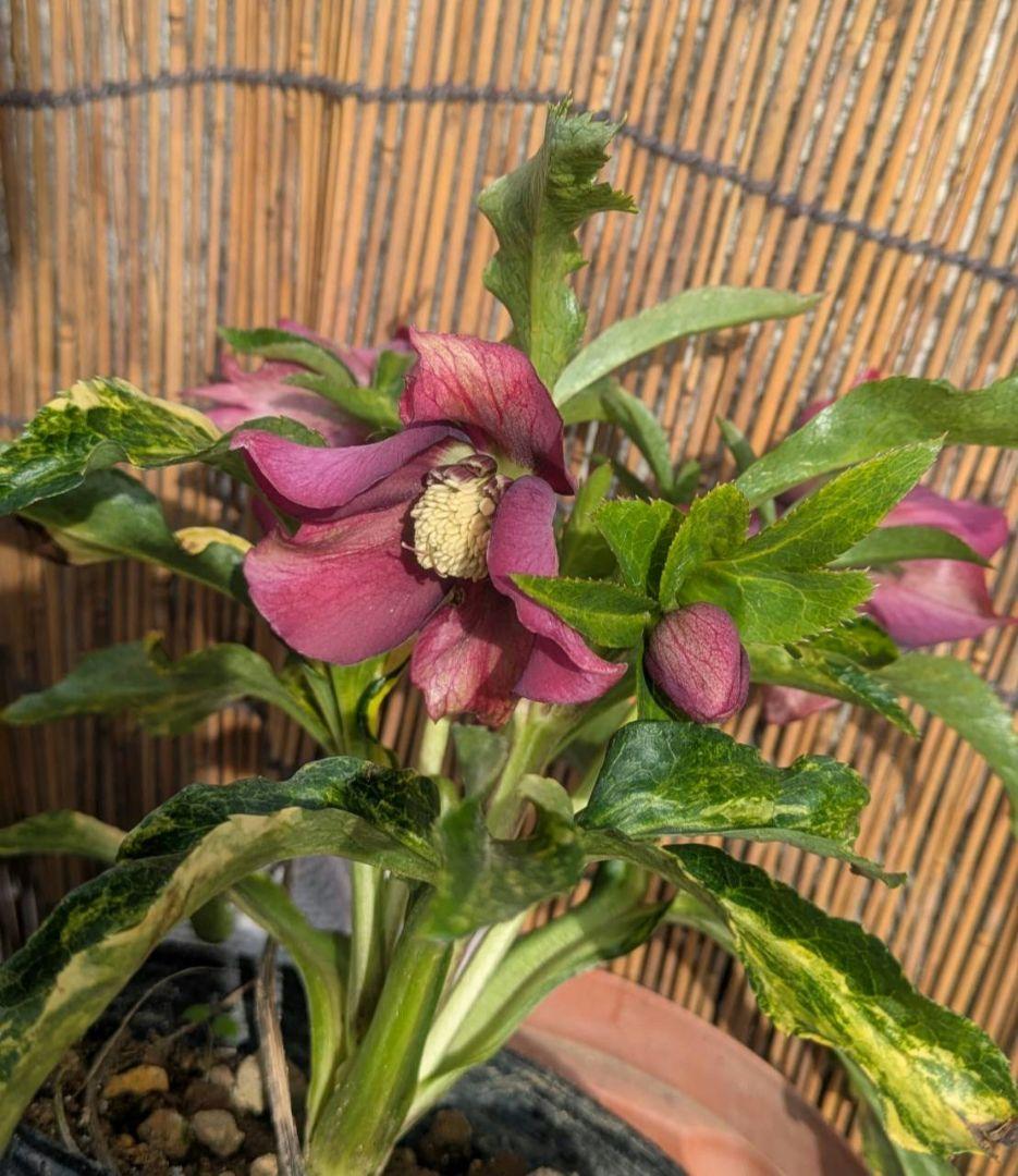 クリスマスローズ　斑入り　変わり咲き　パープルレッド