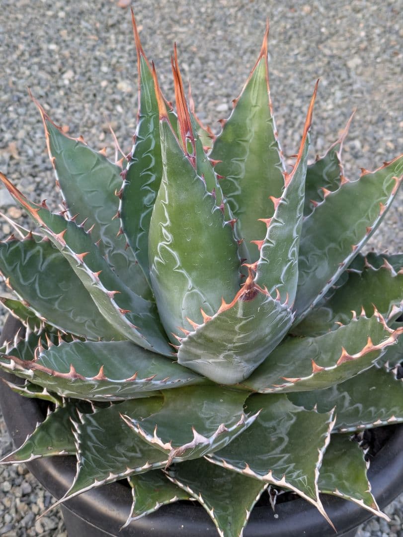 g*r様 【アガベ】【特大】【10号ポット】モンタナ