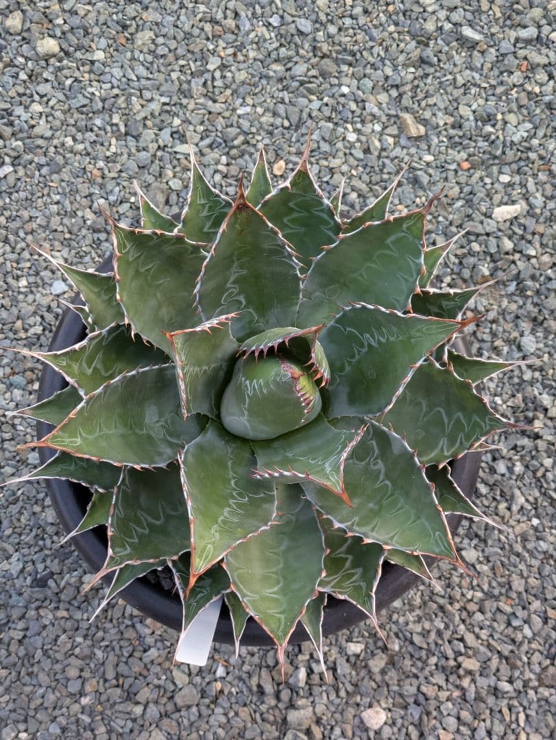 g*r様 【アガベ】【特大】【10号ポット】モンタナ