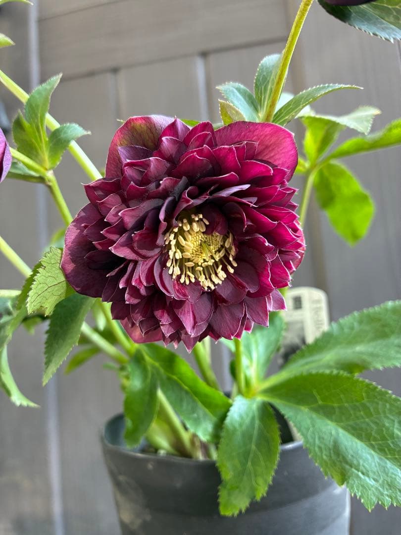 広瀬園芸　クレオパトラ系ダブル　超美人株