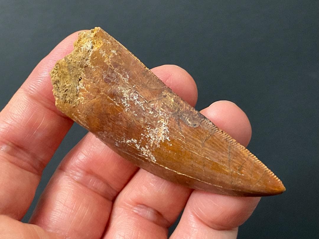 カルカロドントサウルスの歯 [DS364] 化石 恐竜の歯