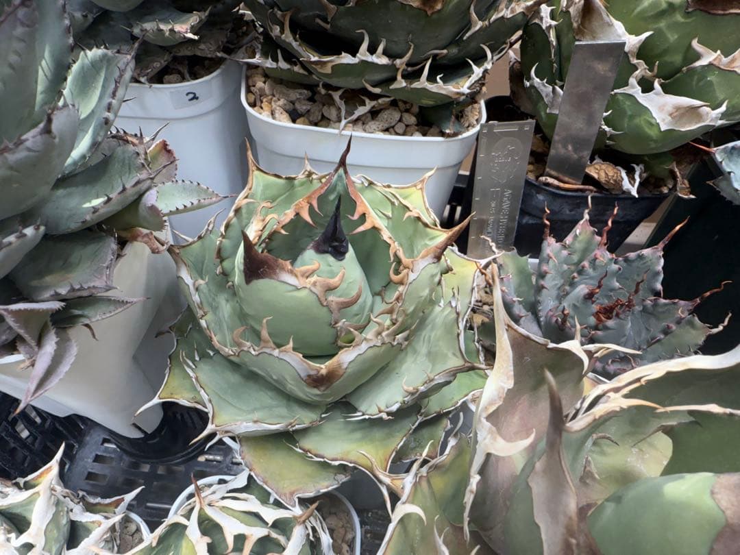 OSP アガベ オアハカ実生 オテロイ チタノタ