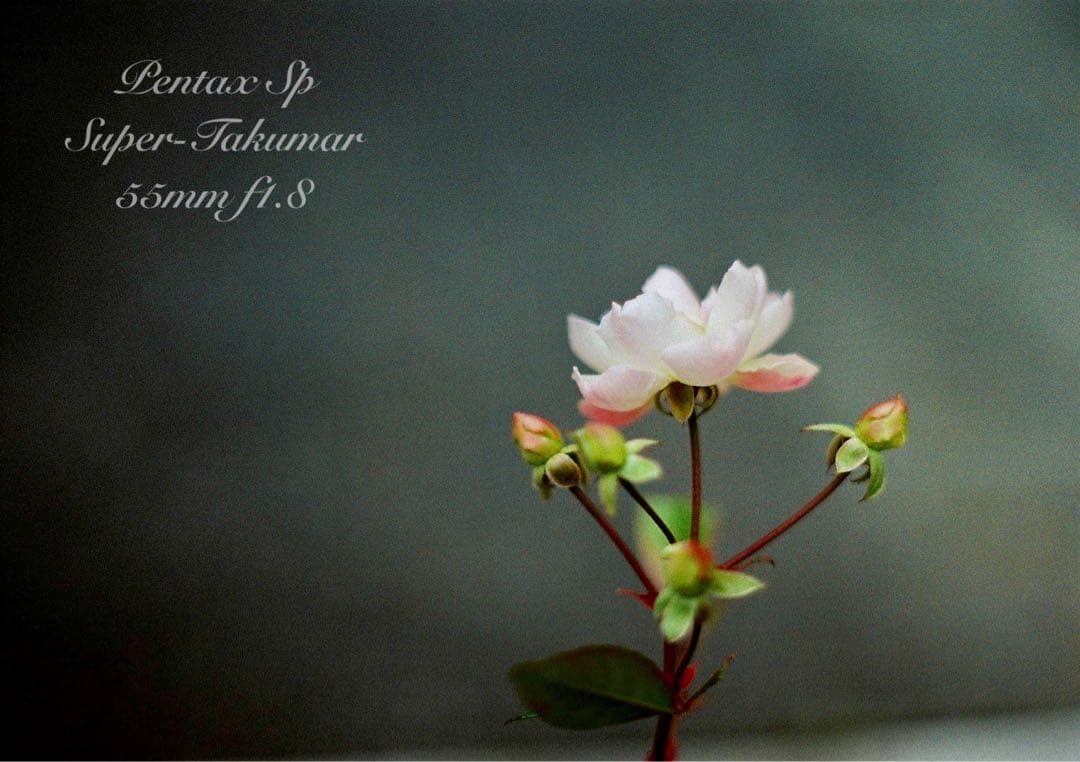 専用出品★pentax sp フルセット+smc takumar 28mm