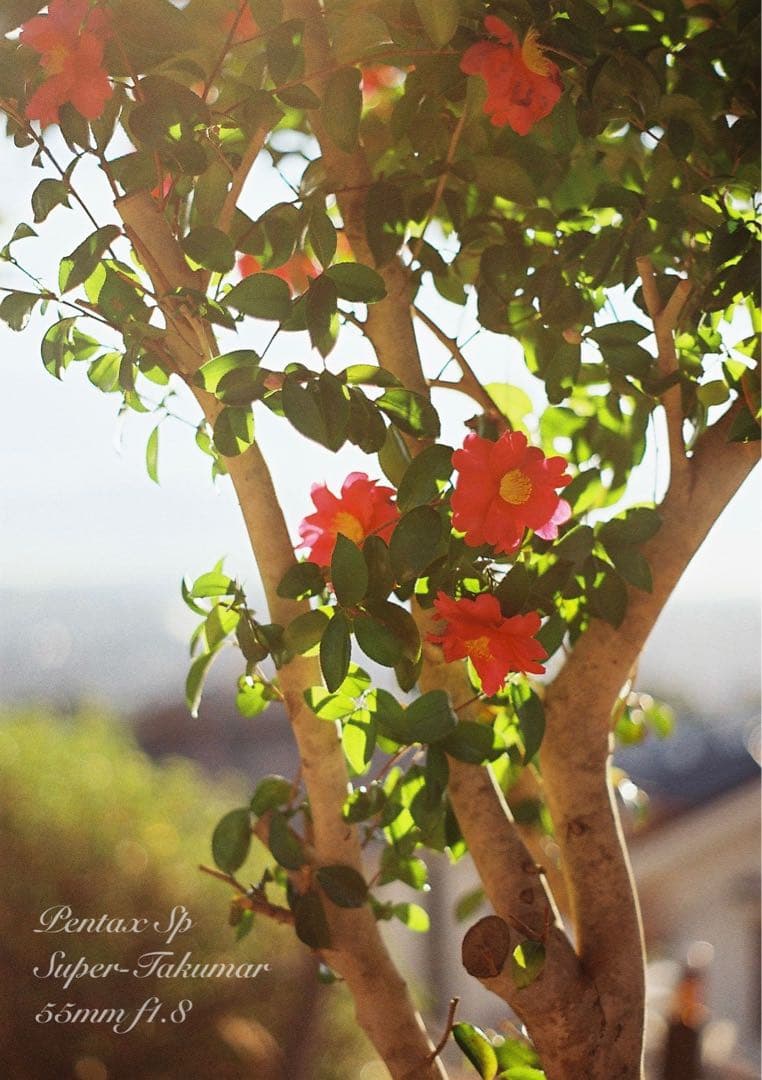 専用出品★pentax sp フルセット+smc takumar 28mm