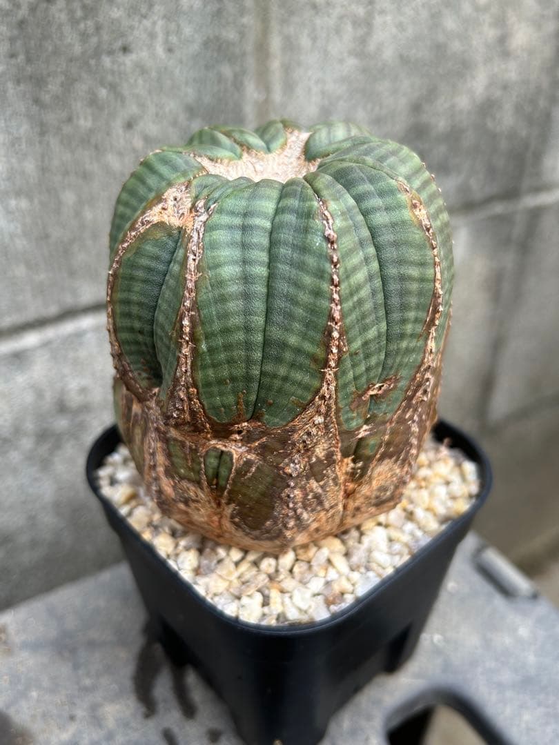 ♀ オベサ ユーフォルビア