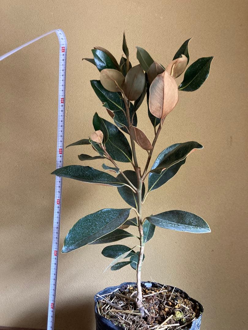 ☆*☆様 タイサンボク リトルジェム　接木　苗木