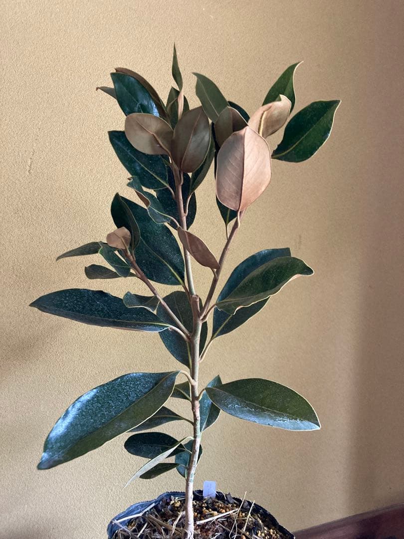 ☆*☆様 タイサンボク リトルジェム　接木　苗木