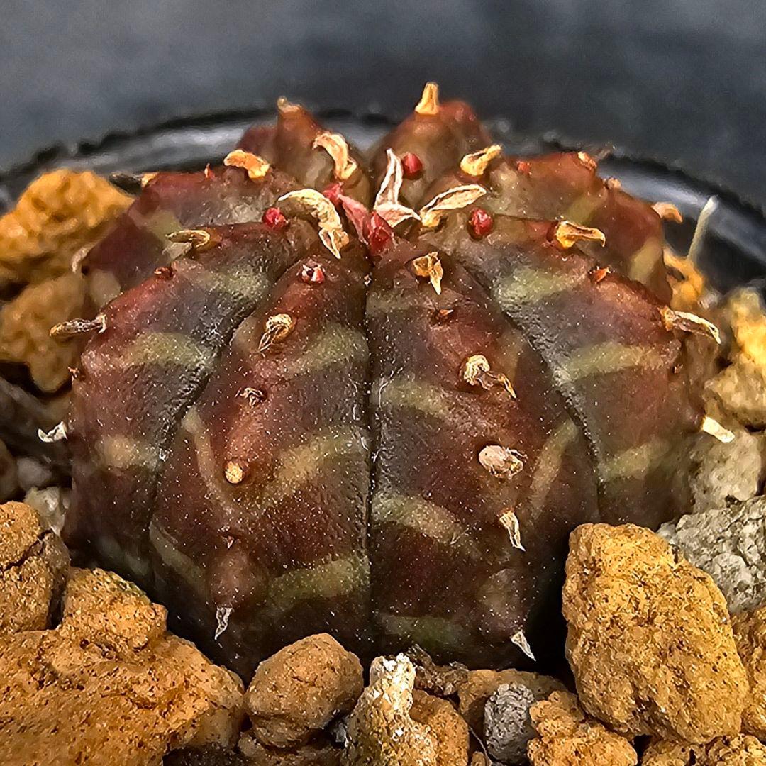 メルカリ便発送☆しん様 リクエスト 2点 まとめ商品