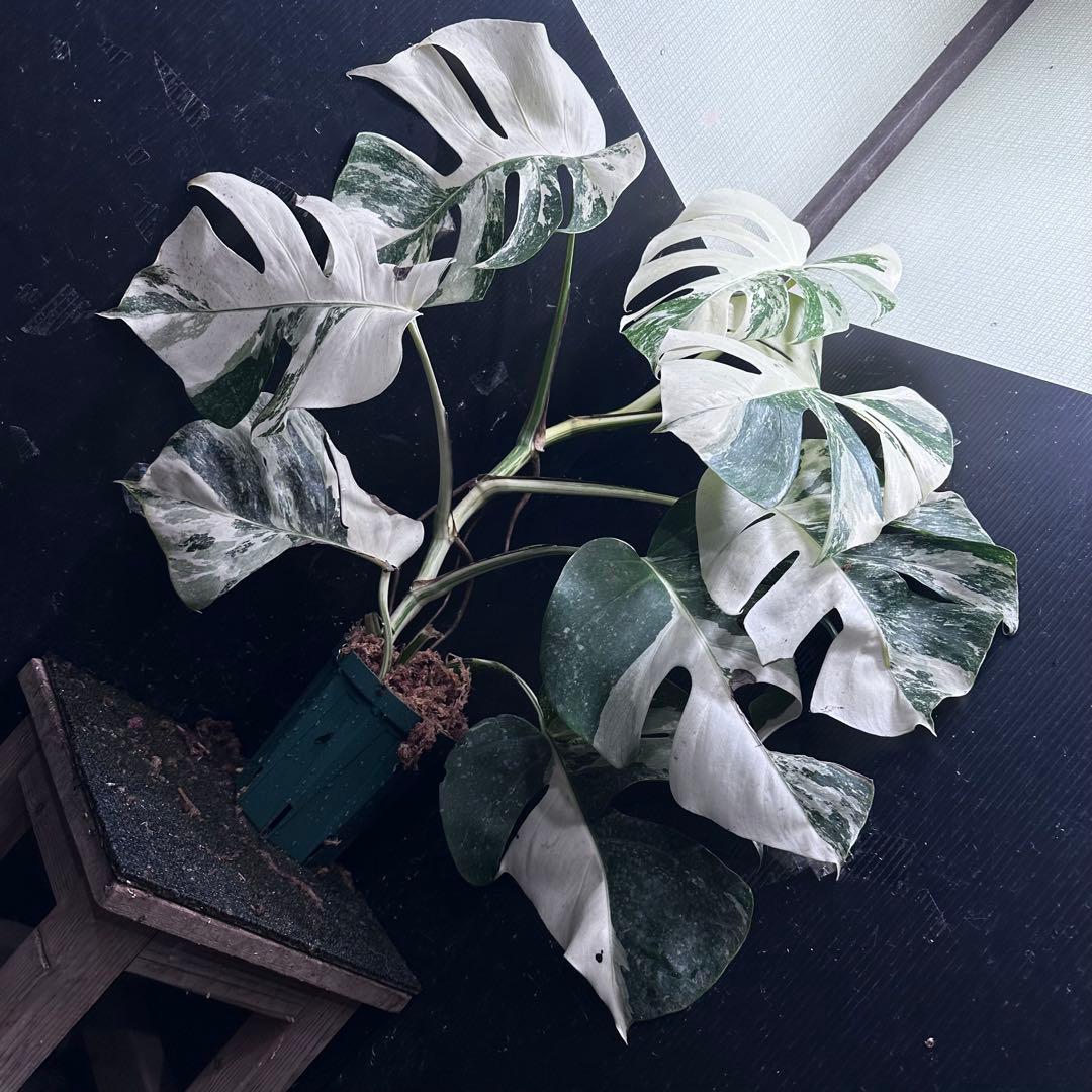 a*9様 斑入りモンステラ ホワイトタイガー極美大株73cm白斑多