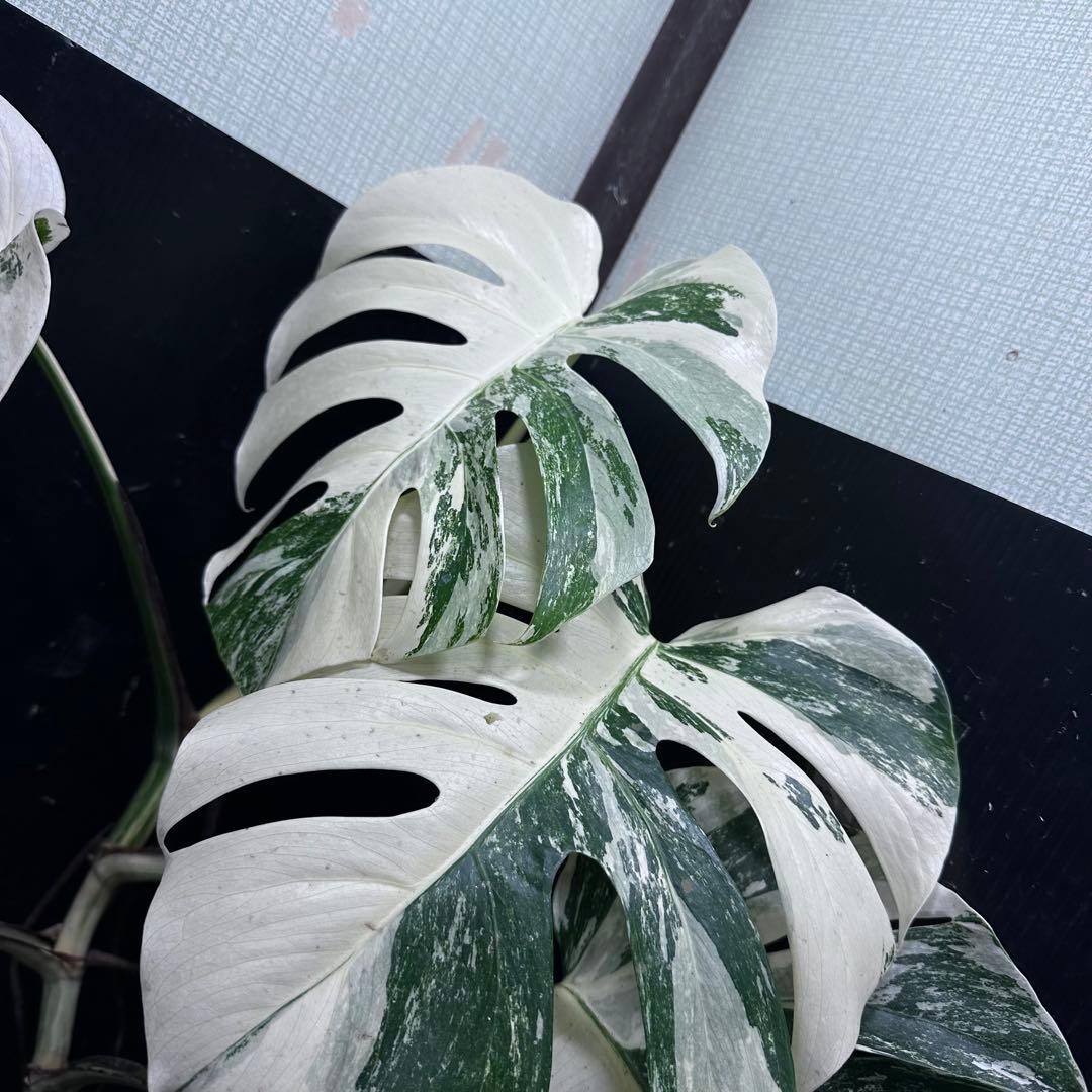 a*9様 斑入りモンステラ ホワイトタイガー極美大株73cm白斑多