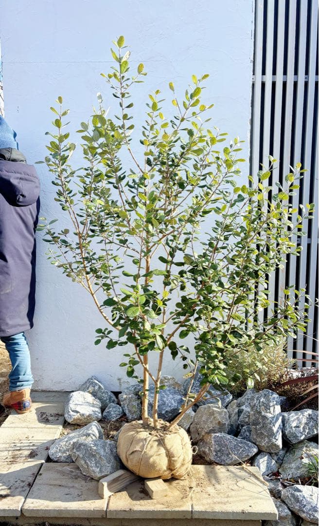 超逸品。フェイジョア株立ち1.6M(鉢底から)品番A