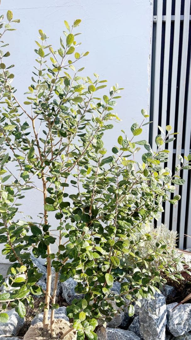 超逸品。フェイジョア株立ち1.6M(鉢底から)品番A