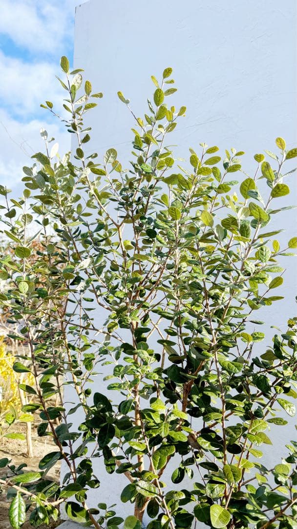 超逸品。フェイジョア株立ち1.6M(鉢底から)品番A