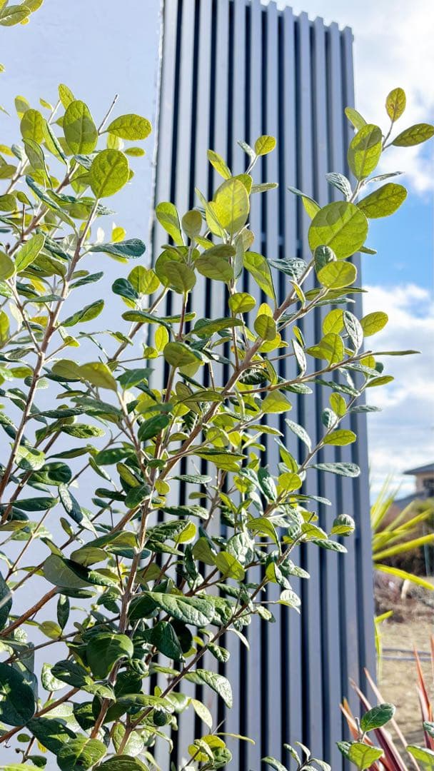 超逸品。フェイジョア株立ち1.6M(鉢底から)品番A