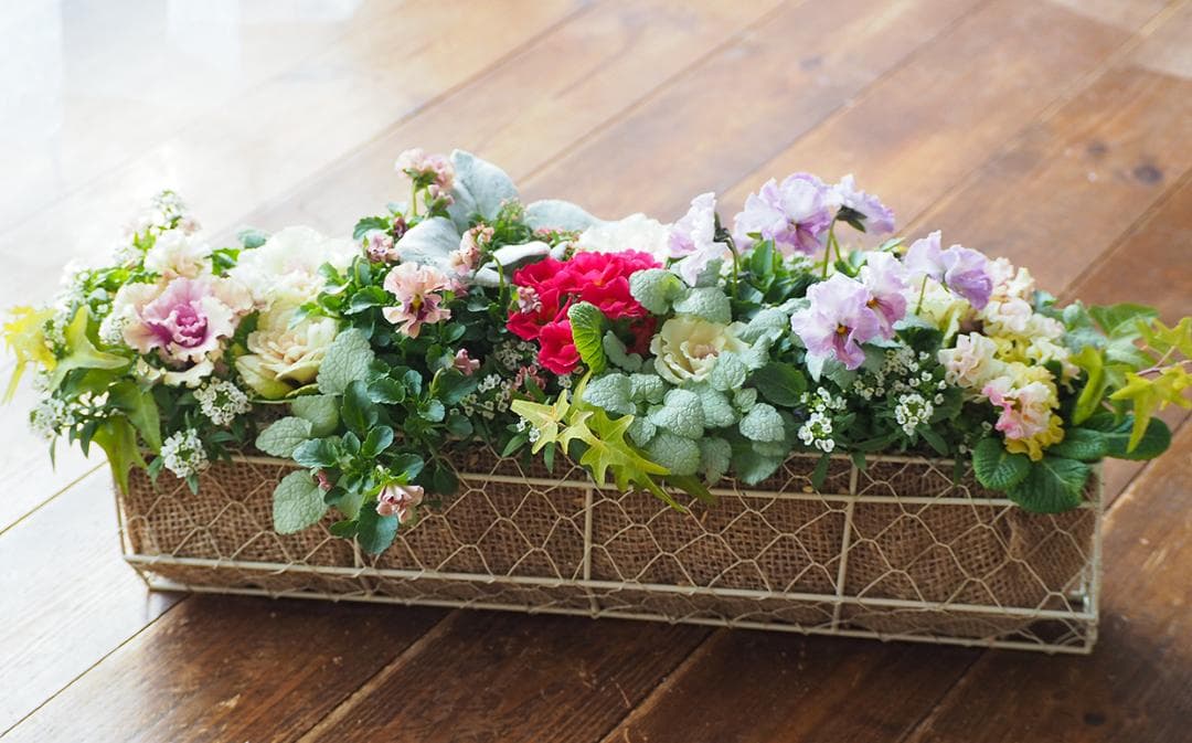 【お値引品】ビオラとジュリアンのマルチな寄せ植え