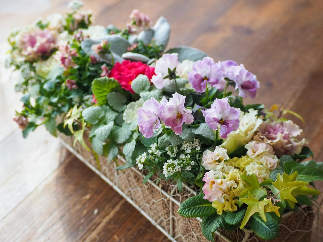 【お値引品】ビオラとジュリアンのマルチな寄せ植え